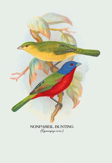 Nonpareil Bunting 20x30 poster