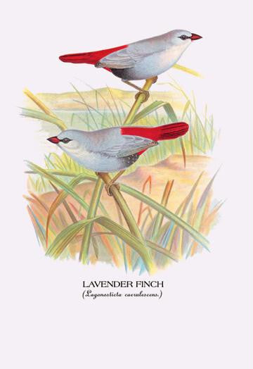 Lavender Finch 20x30 poster