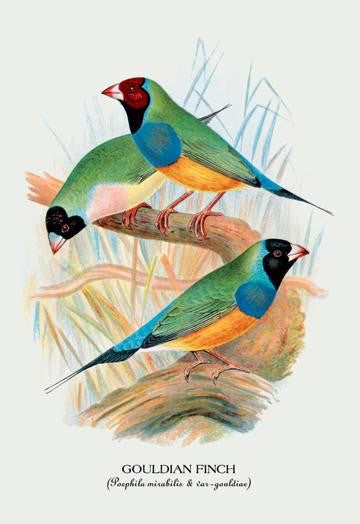 Gouldian Finch 20x30 poster