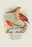 Common Amaduvale; American Fire Finch 20x30 poster