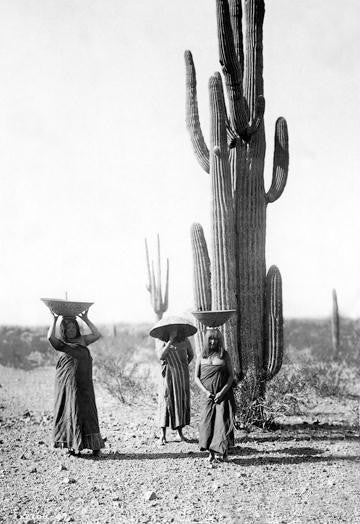 Saguaro Gatherers 20x30 poster