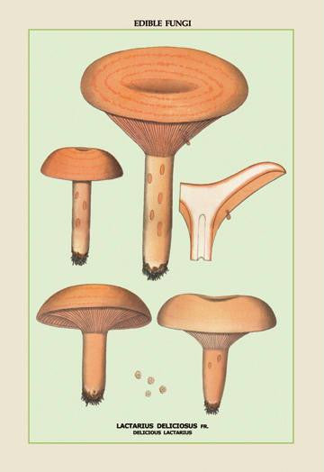 Edible Fungi: Delicious Lactarius 20x30 poster