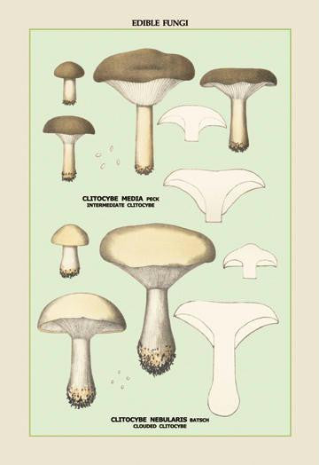 Edible Fungi: Clouded Clitocybe 20x30 poster