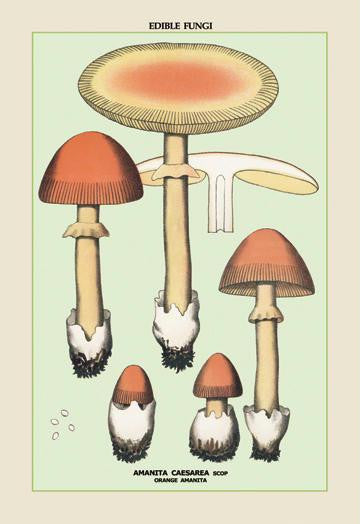 Edible Fungi: Orange Amanita 20x30 poster