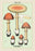 Edible Fungi: Orange Amanita 20x30 poster