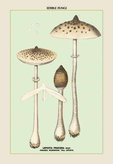 Edible Fungi: Parasol Mushroom 20x30 poster