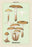 Edible Fungi: Honey-Colored Armillaria 20x30 poster