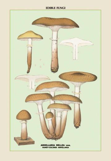 Edible Fungi: Honey-Colored Armillaria 20x30 poster