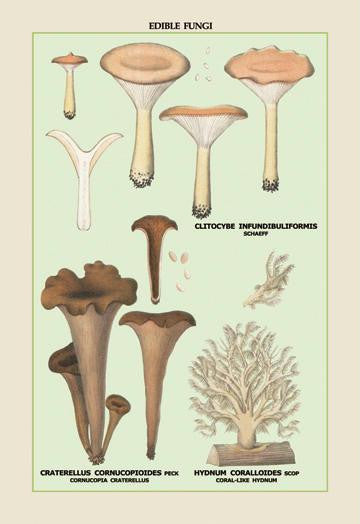 Edible Fungi: Coral-Like Hydnum 20x30 poster