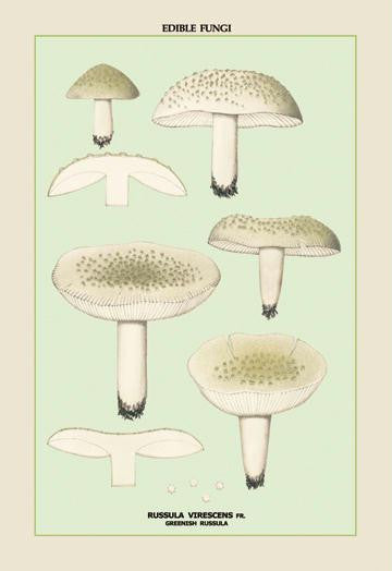 Edible Fungi: Greenish Russula 20x30 poster