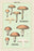 Edible Fungi: Boletus Luteus and Subluteus 20x30 poster