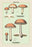 Edible Fungi: Boletus Granulatus and Versipellis 20x30 poster