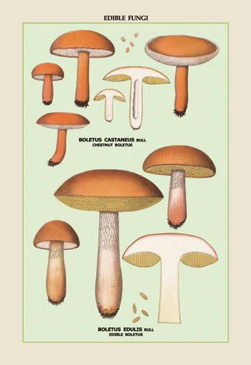 Edible Fungi: Boletus Castaneus and Edulis 20x30 poster