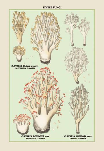 Edible Fungi: Red-Tipped, Crested and Pale-Yellow Clavaria 20x30 poster