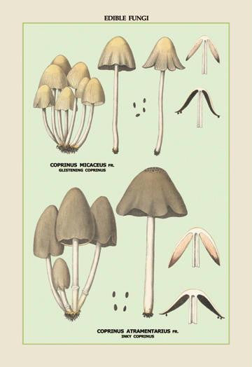 Edible Fungi: Inky Coprinus 20x30 poster