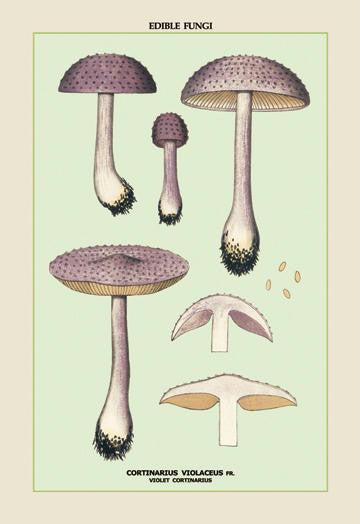 Edible Fungi: Violet Cortinarius 20x30 poster