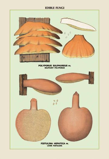 Edible Fungi: Liver Fistulina 20x30 poster