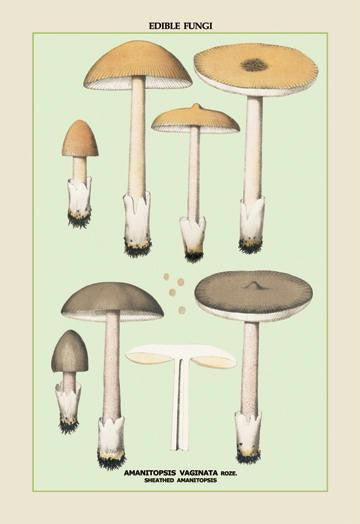 Edible Fungi: Sheathed Amanitopsis 20x30 poster