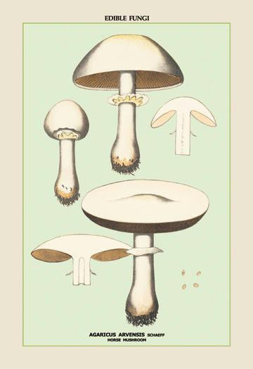 Edible Fungi: Horse Mushroom 20x30 poster