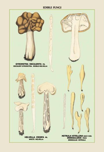 Edible Fungi: White Helvella 20x30 poster