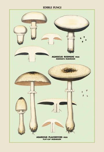 Edible Fungi: Flat-Cap Mushroom 20x30 poster