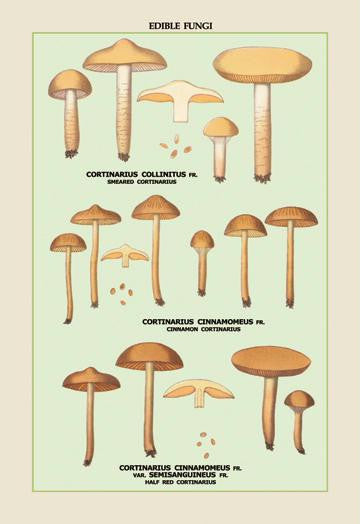 Edible Fungi: Half Red Cortinarius 20x30 poster