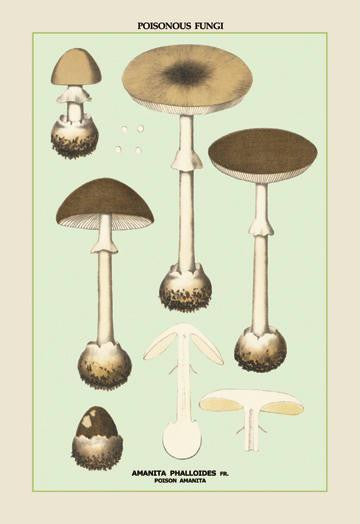 Poisonous Amanita 20x30 poster