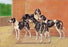 Gascon-Saintongeois Hounds of the Levesque Type 20x30 poster