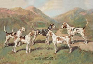 Fell Foxhounds 20x30 poster