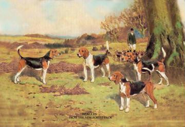 Beagles 20x30 poster