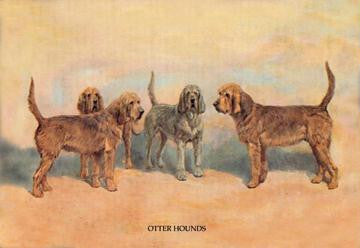 Otter Hounds 20x30 poster