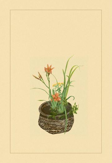 Daylily, Miscanthus, Japanese Glove Flower, and Patria Scabiasaegolia 20x30 poster