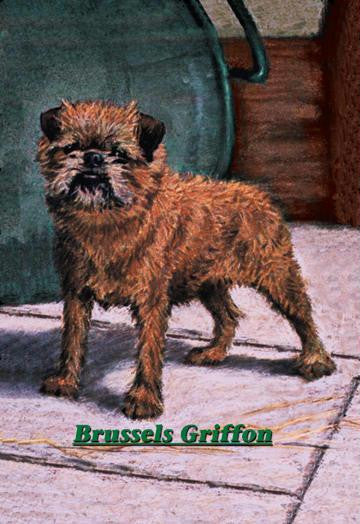 Typical Brussels Griffon Champion 20x30 poster