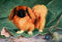 Pekinese Champion Chu-erh of Alderbourng 20x30 poster