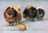 Three of Mrs. Hall Walker&#39;s Champion Pomeranians 20x30 poster