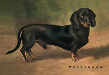 Dachshund Earl Satin 20x30 poster