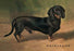 Dachshund Earl Satin 20x30 poster