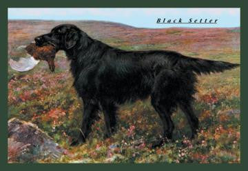 Black Setter 20x30 poster