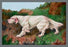 Typical English Setter 20x30 poster