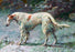 Champion Borzoi 20x30 poster