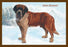 Smooth Coated Saint Bernard 20x30 poster