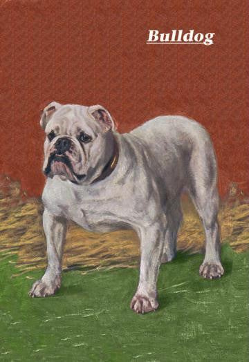 White Bulldog 20x30 poster