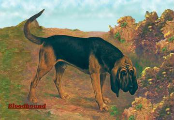 Bloodhound Champion 20x30 poster