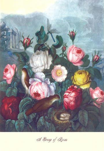 Roses - Temple of Flora 20x30 poster