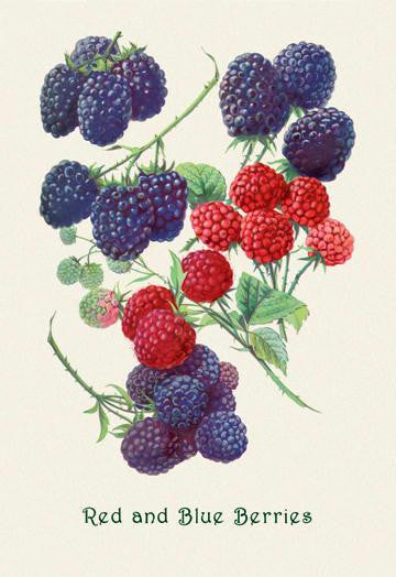 Red and Blue Berries 20x30 poster