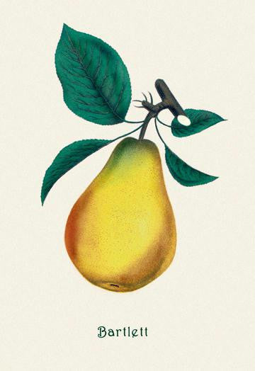 Bartlett Pear 20x30 poster