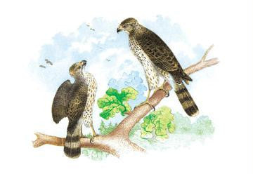 Sharp Skinned Hawk (Pigeon Hawk), with Broad Wing Hawk 20x30 poster