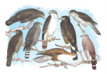 Coopers, Grubers, Harlan and Harris Buzzards, and Chicken Hawk 20x30 poster