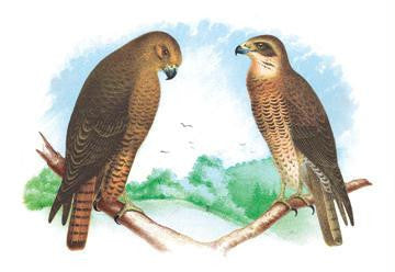 Hen Hawk and Swainson&#39;s Hawk 20x30 poster