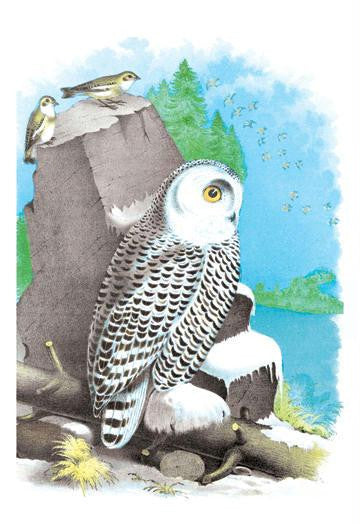 The Snow Owl 20x30 poster